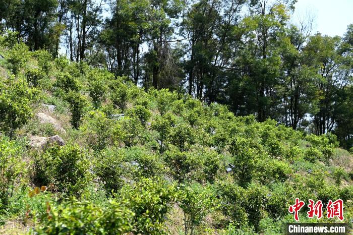 張高漢在深山內(nèi)大力發(fā)展林下經(jīng)濟?！埥鸫?攝