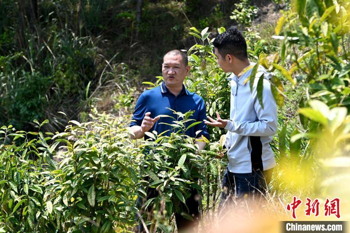 張高漢向參訪者介紹金花茶種植情況?！埥鸫?攝