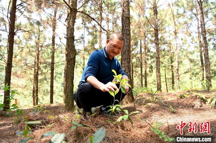 張高漢查看在松樹林下剛套種不久清明茶的生長情況?！埥鸫?攝