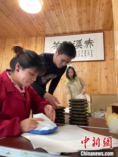資料圖：杜贏(左二)在整理白茶餅。　林春茵 攝